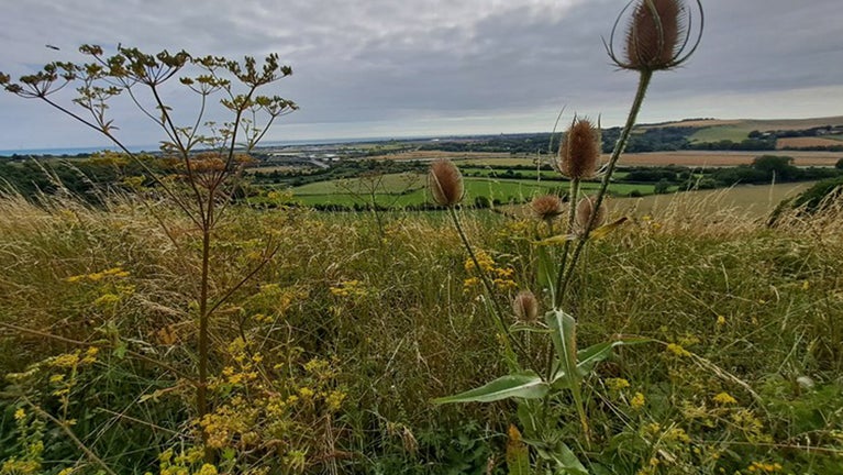 A photo of a view on the South Downs